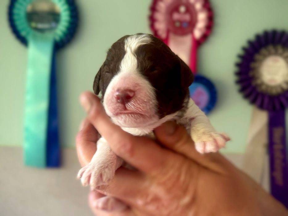Lagotto Romagnolo łaciata suczka!