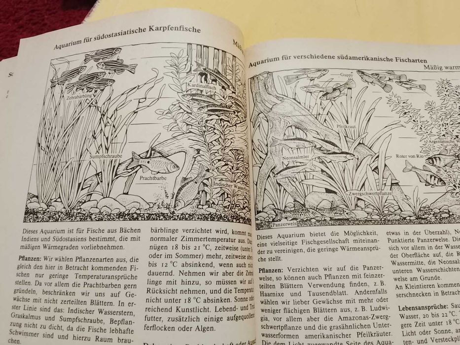 Аквариум. Всё с самого начала