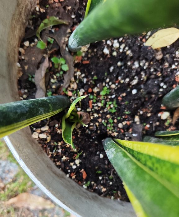 Sansevieria 'Laurentii'