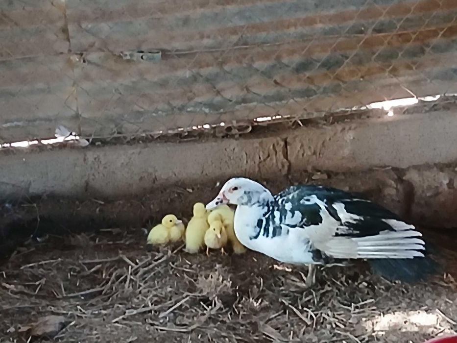 Vendo patos mudos bebés