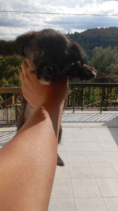cães filhotes fofos