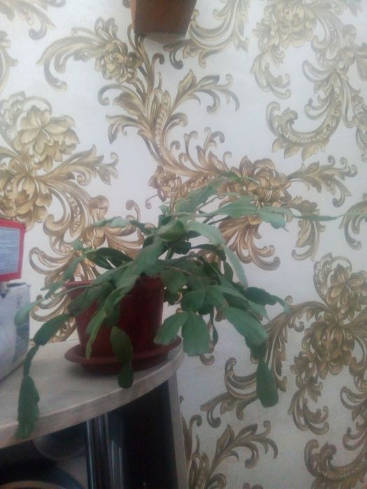 рождественник
