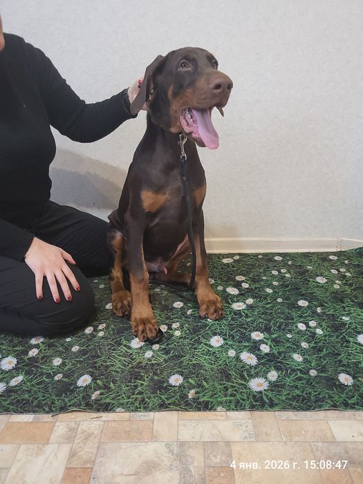 Отличные  щенки добермана