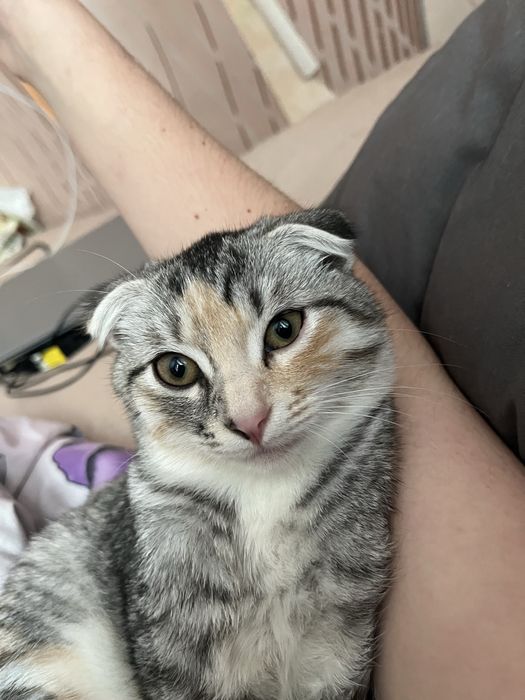 Весловуша кішка Мія