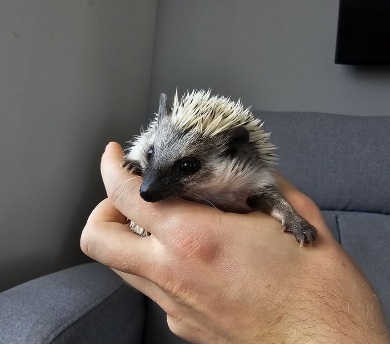 Jeż pigmejski , jeże pigmejskie