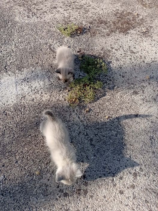 Gatinhas para adoção