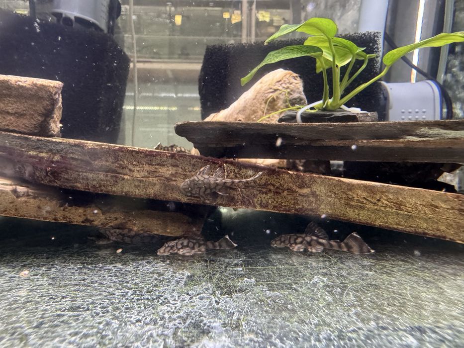 Анциструс Л519 кефнері (Ancistrus L519) від Plecoceramics