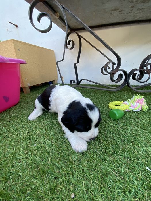 springer spaniel linha de trabalho
