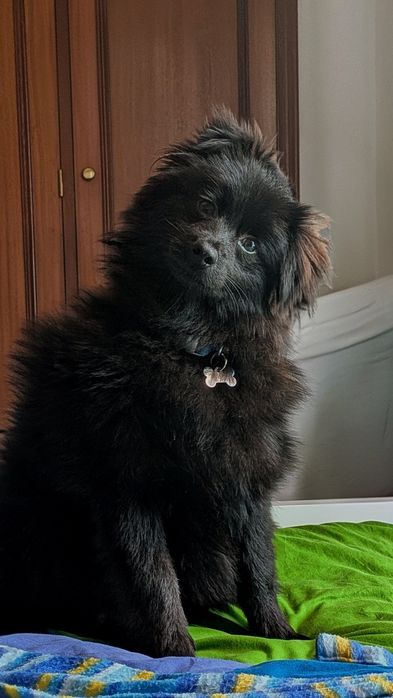Spitz de 9 Meses para Adoção Vacinado, com Chip e Acessórios