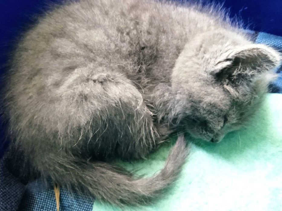 Кошеня у добрі руки