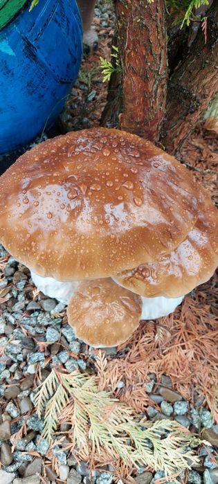 Piękne grzyby do ogrodu 24x26 cm