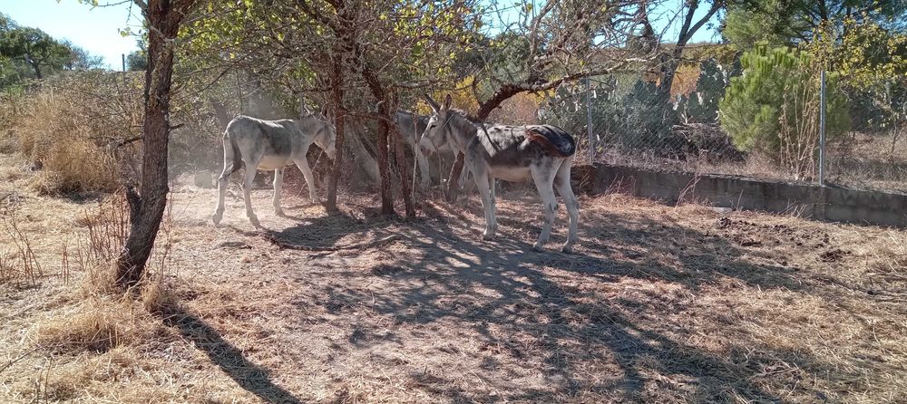 3 Burros  andaluzes  castrados + charrete.