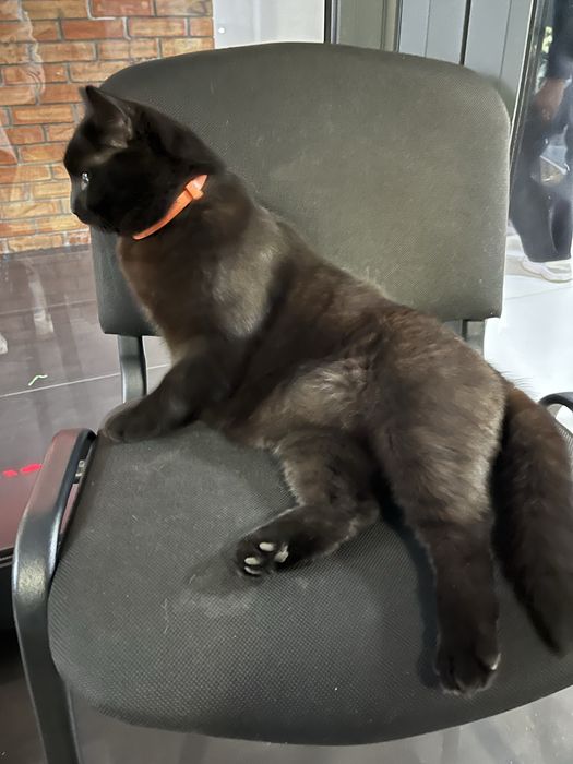 Знайшовся чорний кіт