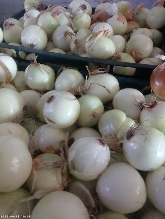 Sprzedam cebulę worek 15kg lub obraną