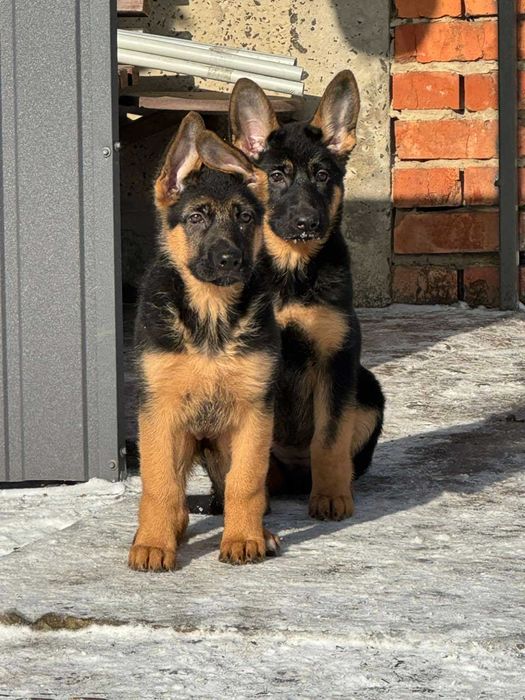 Щенки Чистокровной Немецкой Овчарки Харьков Доставка