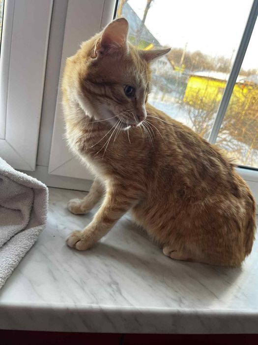 Dwa tulaśne kotki szukają domu