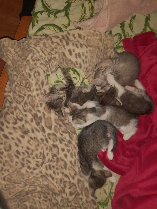 Віддам кошенят 2,5 місяців 5 кошенят