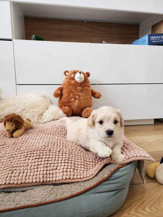 Piękna suczka maltipoo