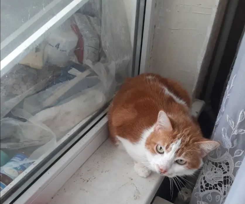 Отдам даром в добрые руки котика и кошечек
