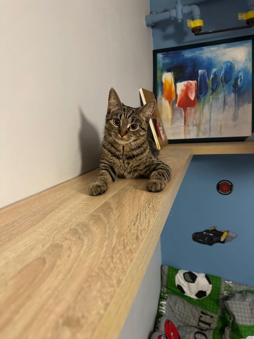 Łagodna kotka domowa – oddam za darmo