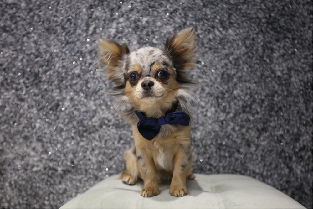 Идеальный парень Чихуахуа мерле на вязку кобель