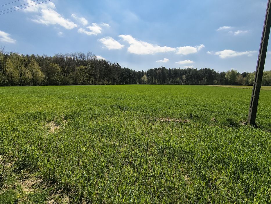 Działka budowlana | Brzeg, gm. Pęczniew | 2,5 km od Zalewu Jeziorsko - Widok 4