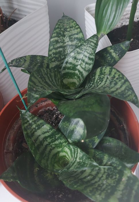 Sansewieria, wężownica