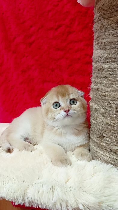 Шикарная вислоухая девочка золотая шиншилла