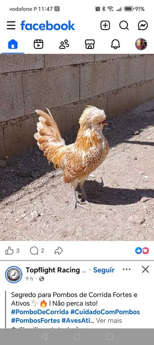 Cedo Machos cedosas e Paduanas