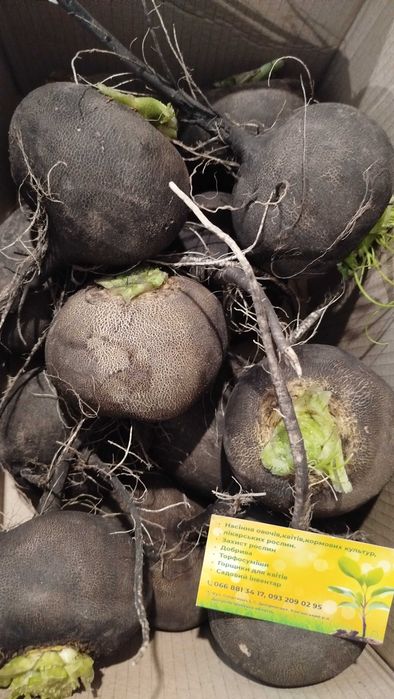 Редька чорна лікувальна, дайкон, редька червона