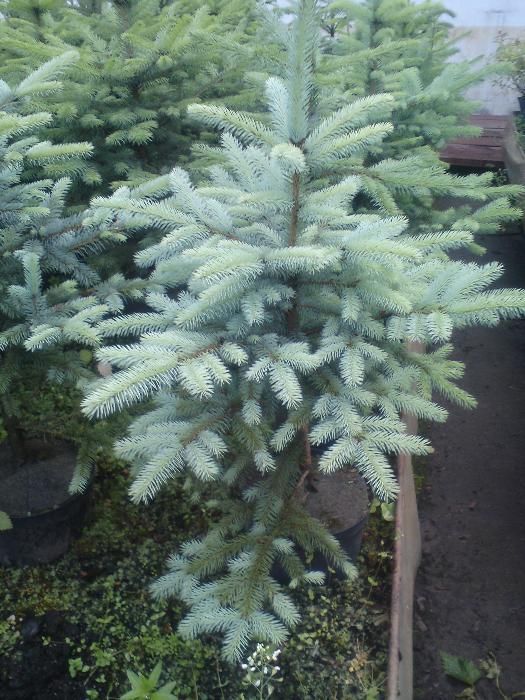 Świerk Srebrny, serbski, Conica,  IGLAKI
