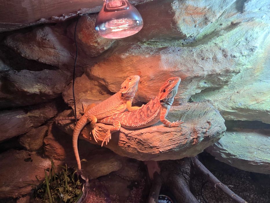 Duze terrarium z agama samiczka