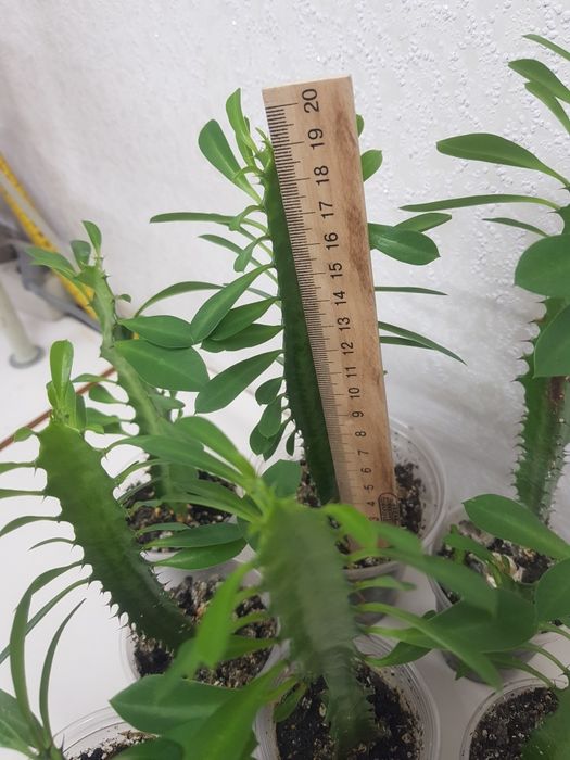 Молочай трехгранный. Доставка по центру города БЕСПЛАТНО  — 50 грн.