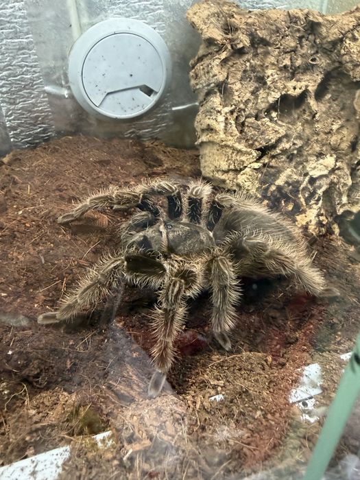 Sprzedam 6 ptaszników z terrariami