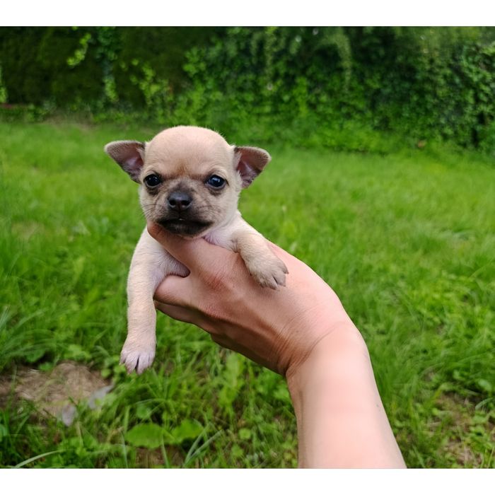 Chihuahua suczka