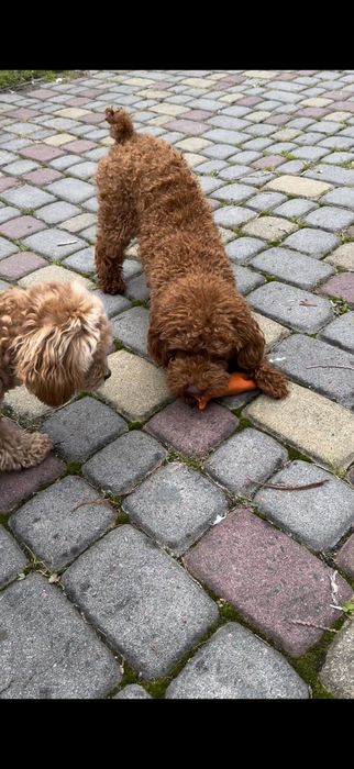 Підрощена пудель з документами закорон