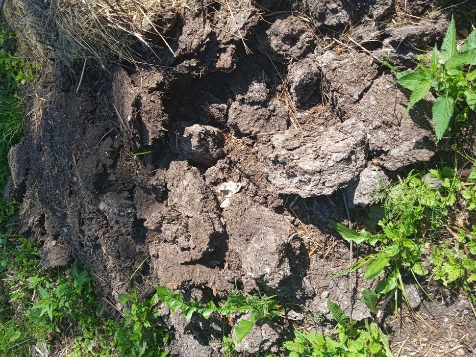 Kurzeniec , nawóz naturalny, oddam za darmo