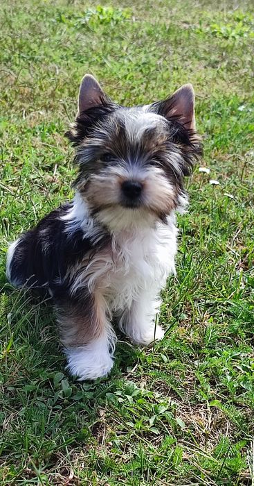 Yorkshire terrier biewer piesek york