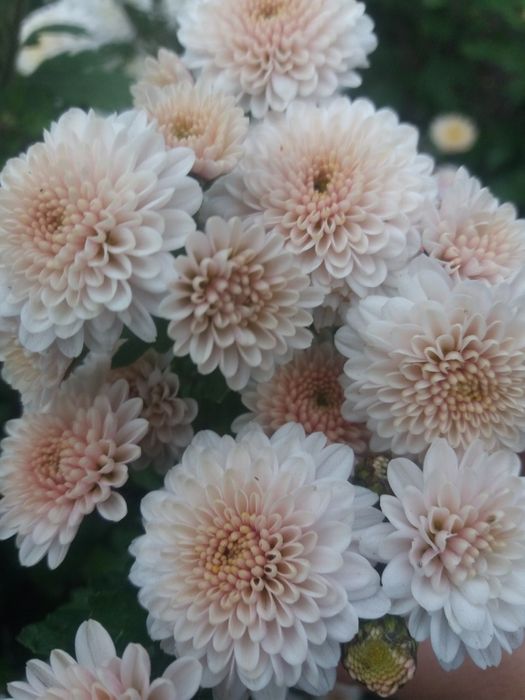 Хрезонтема. Хризантема мультифлора.Хризантема ранняя.Клематис