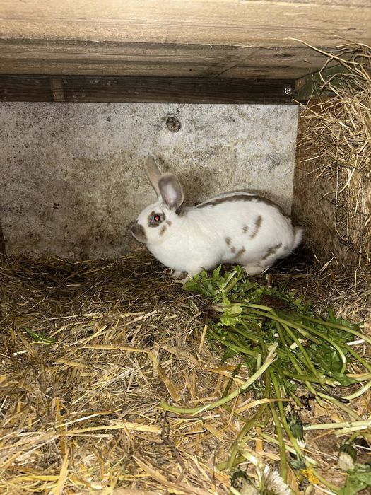 Sprzedam króliki rasowe lub mieszańce