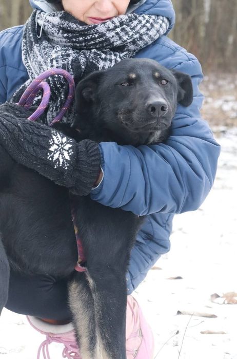 Pokochaj czarnego Bossa 2 latka