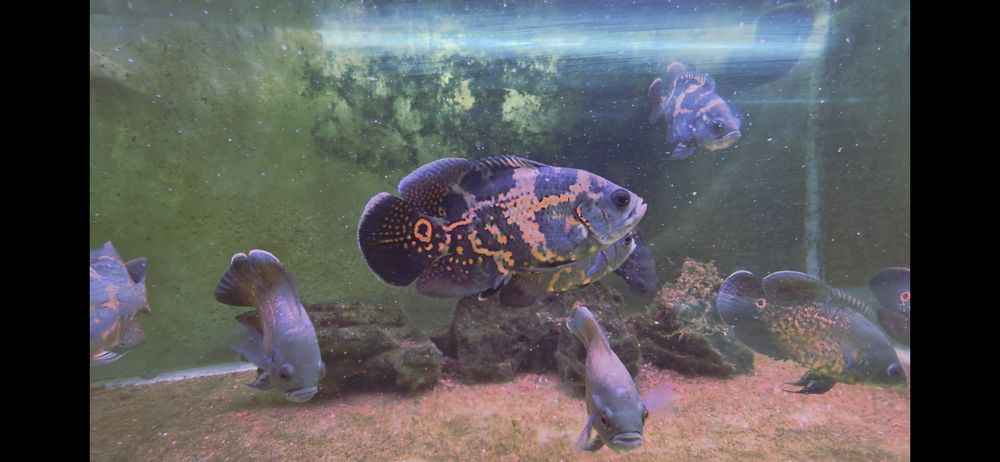 Oscares red e oscar red tiger