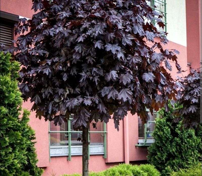 Klon Globosum 200 cm purple globe golden princenton flamingo drummondi