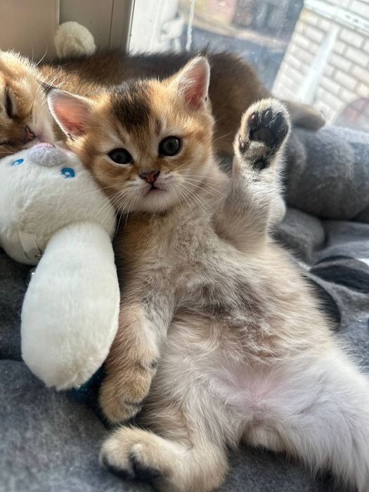 Продам котики британська золота шиншила