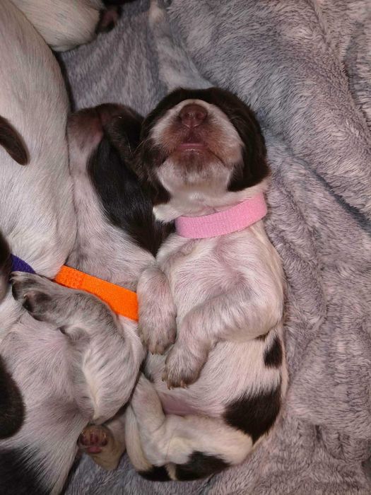 Polski Spaniel Myśliwski