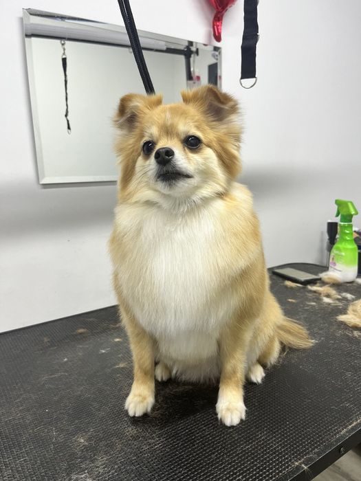 Грумінг Чернігів/Масани