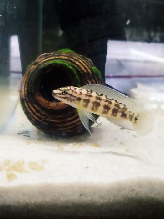 Julidochromis marliera dorosłe para tanganika