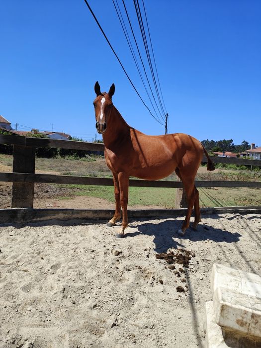 Poldra anglo-arabe 14 meses