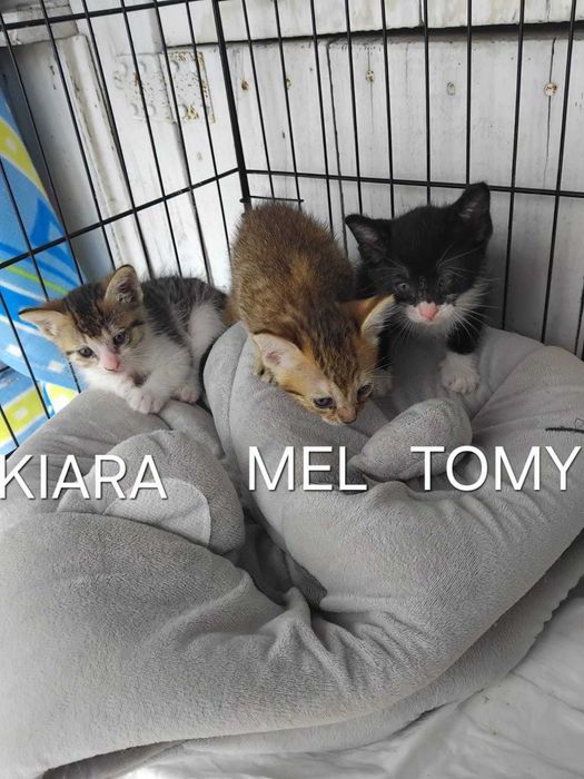 Gatos bebés para adoção consciente