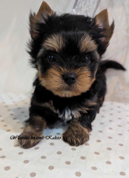 York Piesek Yorkshire Terrier